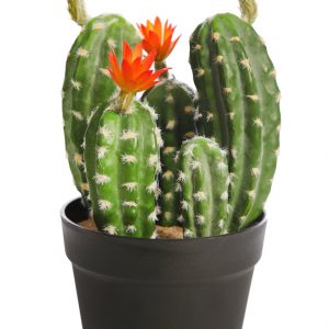 Cactus Saguaro Con Flor En Maceta 35cm