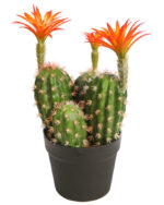 CACTUS SAGUARO CON FLOR EN MACETA 37CM