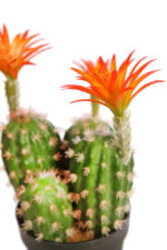 CACTUS SAGUARO CON FLOR EN MACETA 37CM - Imagen 2