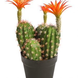 CACTUS SAGUARO CON FLOR EN MACETA 37CM