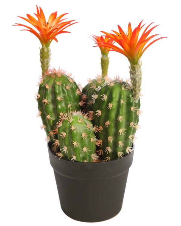 Cactus-Saguaro-Con-Flor-En-Maceta-37-cm CACTUS SAGUARO CON FLOR EN MACETA 37CM - Imagen 1