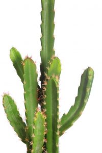 Cactus San Pedro En Maceta 112cm - Imagen 2