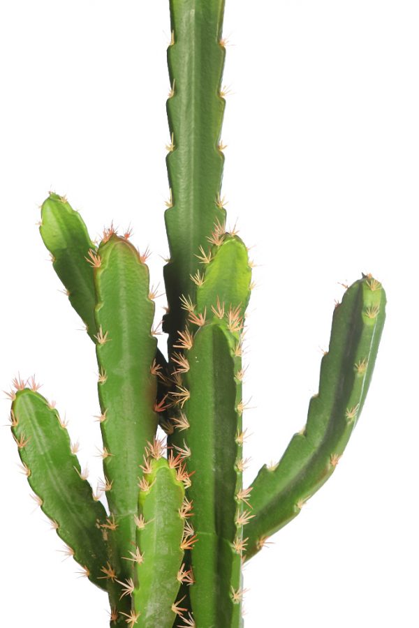 Cactus San Pedro En Maceta 112cm - Imagen 2