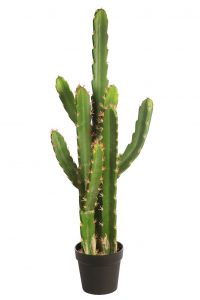 Cactus San Pedro En Maceta 112cm