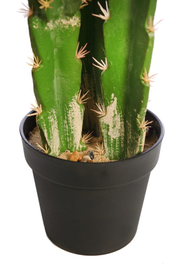 Cactus San Pedro En Maceta 112cm - Imagen 3