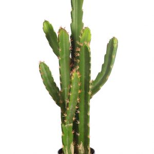Cactus San Pedro En Maceta 112cm