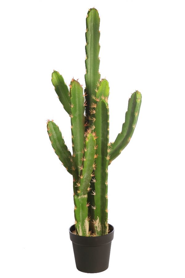 Cactus San Pedro En Maceta 112cm - Imagen 1