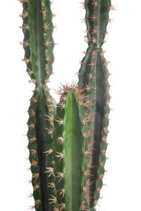 Cactus San Pedro En Maceta 122cm - Imagen 2