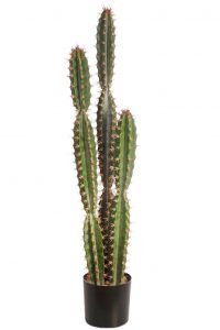 Cactus San Pedro En Maceta 122cm