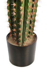 Cactus San Pedro En Maceta 122cm - Imagen 3