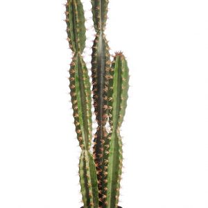Cactus San Pedro En Maceta 122cm