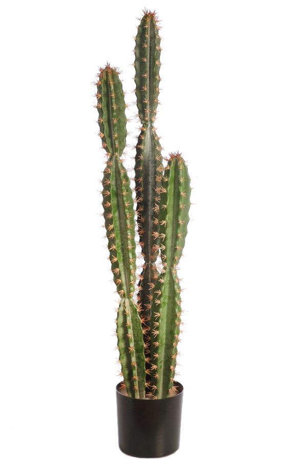 Cactus San Pedro En Maceta 122cm - Imagen 1