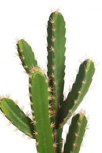 Cactus San Pedro En Maceta 60cm - Imagen 2