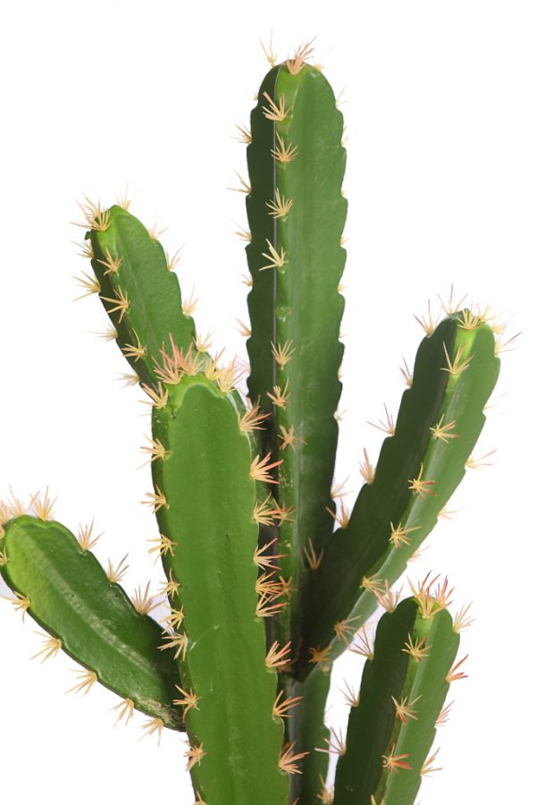 Cactus-San-Pedro-En-Maceta-60-cm-2 Cactus San Pedro En Maceta 60cm - Imagen 2