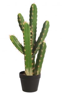 Cactus San Pedro En Maceta 60cm