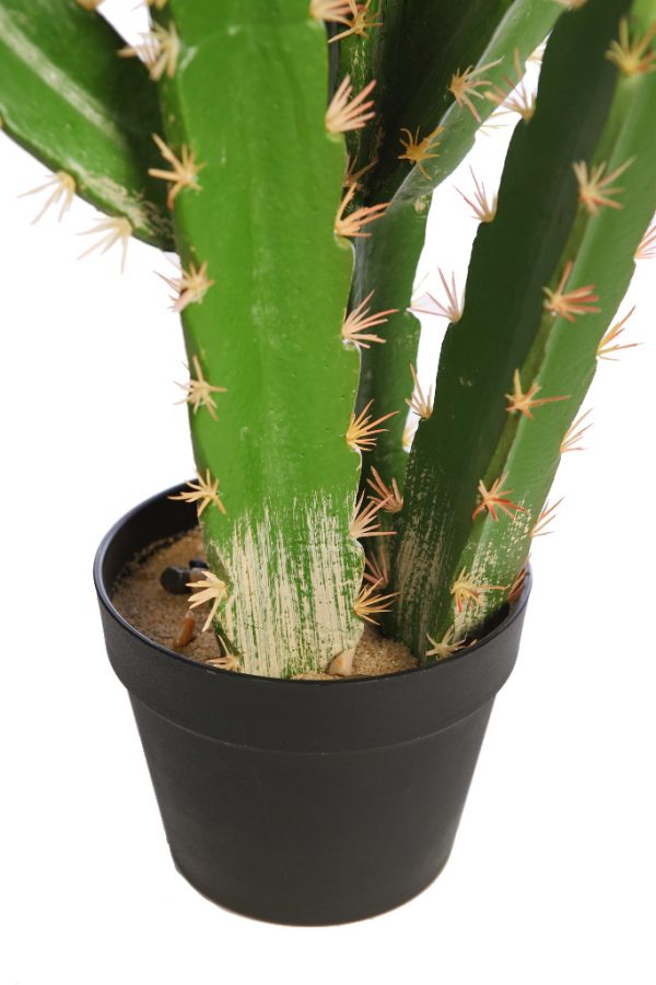 Cactus-San-Pedro-En-Maceta-60-cm-3 Cactus San Pedro En Maceta 60cm - Imagen 3