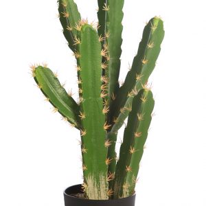 Cactus San Pedro En Maceta 60cm