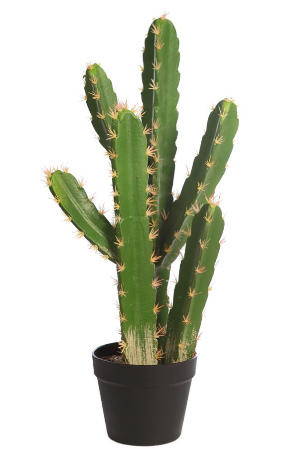 Cactus-San-Pedro-En-Maceta-60-cm Cactus San Pedro En Maceta 60cm - Imagen 1