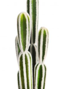 Cactus San Pedro En Maceta 64cm - Imagen 2