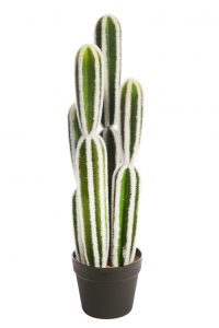 Cactus San Pedro En Maceta 64cm