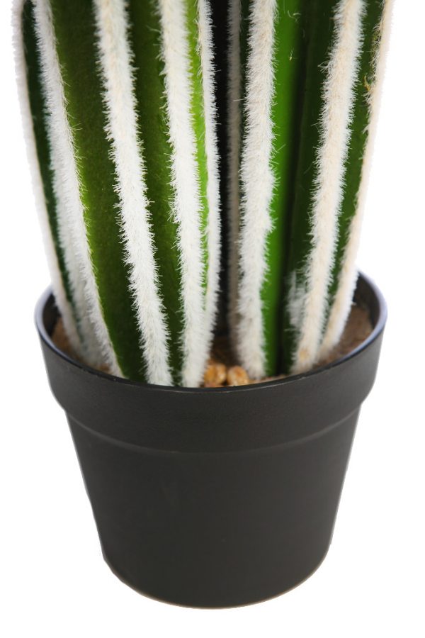 Cactus San Pedro En Maceta 64cm - Imagen 3