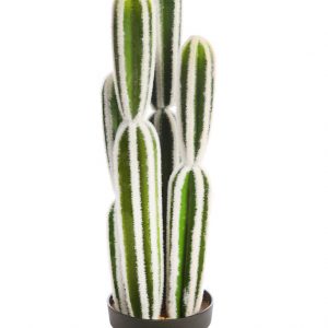 Cactus San Pedro En Maceta 64cm