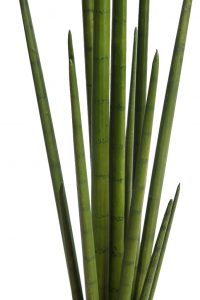 Cactus Sanseviera Cylindrica Aritificial 100cm - Imagen 2