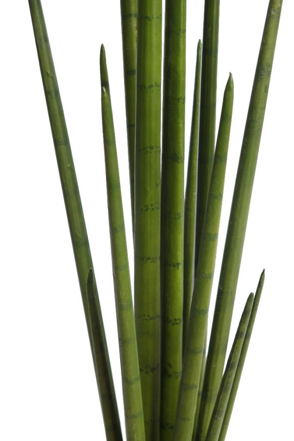 Cactus Sanseviera Cylindrica Aritificial 100cm - Imagen 2