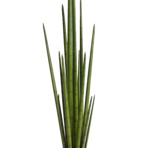 Cactus Sanseviera Cylindrica Aritificial 100cm