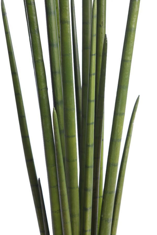 Cactus-Sanseviera-Cylindrica-Aritificial-130-cm-2 Cactus Sanseviera Cylindrica Aritificial 130cm - Imagen 2