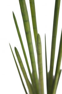 Cactus Sanseviera Cylindrica Aritificial 130cm - Imagen 3