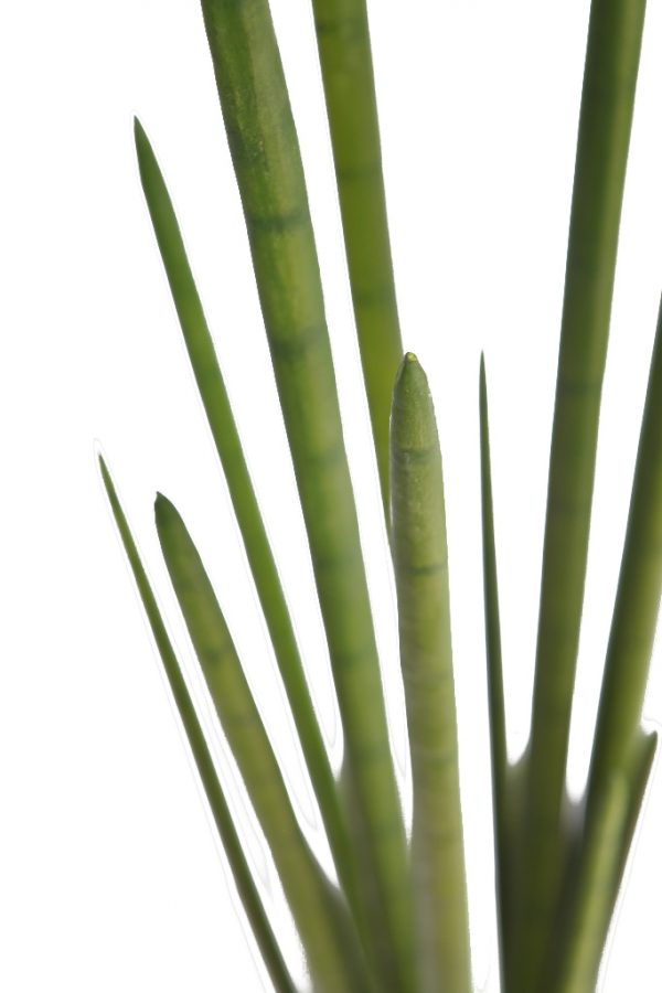 Cactus-Sanseviera-Cylindrica-Aritificial-130-cm-3 Cactus Sanseviera Cylindrica Aritificial 130cm - Imagen 3