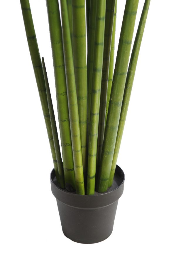 Cactus-Sanseviera-Cylindrica-Aritificial-130-cm-4 Cactus Sanseviera Cylindrica Aritificial 130cm - Imagen 4