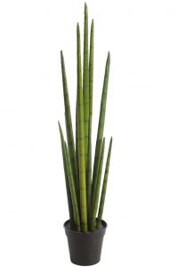 Cactus Sanseviera Cylindrica Aritificial 75cm