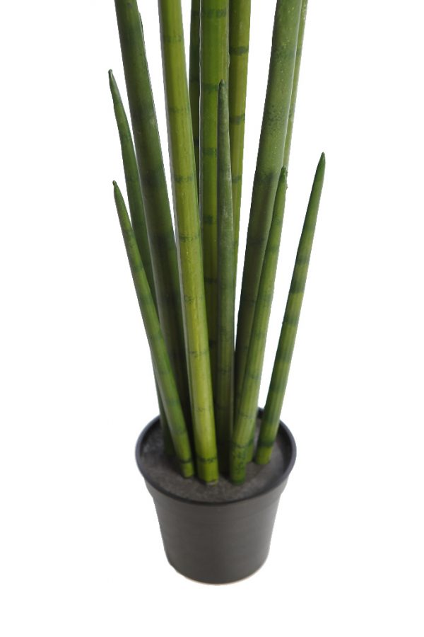 Cactus Sanseviera Cylindrica Aritificial 75cm - Imagen 3