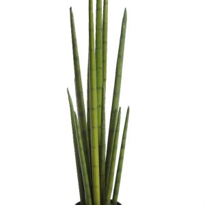 Cactus Sanseviera Cylindrica Aritificial 75cm
