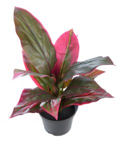 Cordyline Tacto Natural 45cm En Maceta - Imagen 2