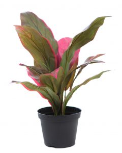 Cordyline Tacto Natural 45cm En Maceta
