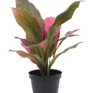 Cordyline Tacto Natural 45cm En Maceta