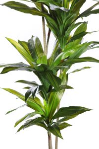 Dracena Artificial Con Maceta 175cm Ancho 70cm - Imagen 2
