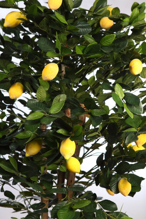 Limonero Artificial En Maceta 180cm - Imagen 3