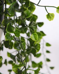 MACETA COLGANTE DICHONDRA VERDE 49CM - Imagen 2