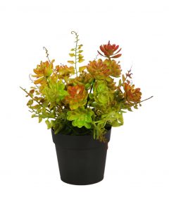 Mata Crasas Y Helecho Con Maceta, 25 cm - Imagen 2