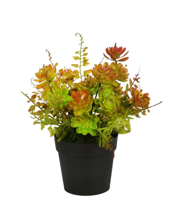 Mata Crasas Y Helecho Con Maceta, 25 cm - Imagen 2