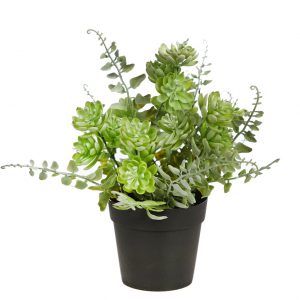 Mata Crasas Y Helecho Con Maceta, 25 cm