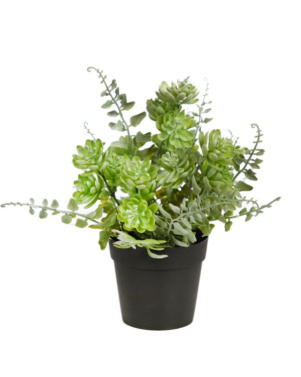 Mata-Crasas-Y-Helecho-Con-Maceta-25-cm-verde Mata Crasas Y Helecho Con Maceta, 25 cm - Imagen 1