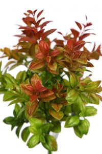 MATA DE EUCALIPTO 34 CM - Imagen 2