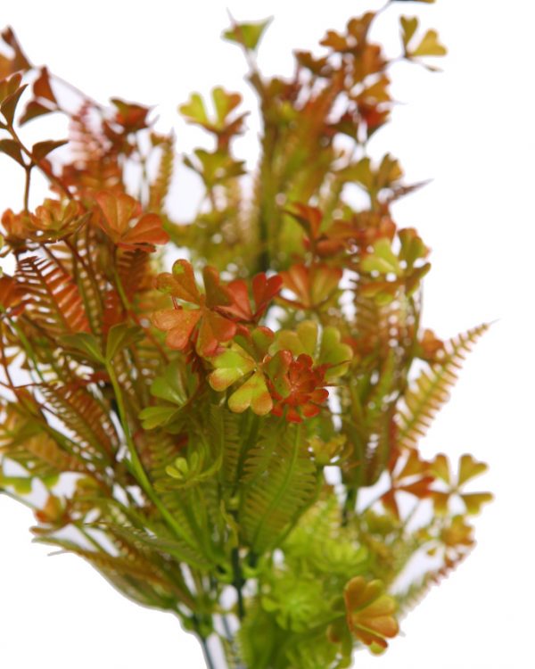 Mata Mini Hoja Helechosa 35cm - Imagen 4