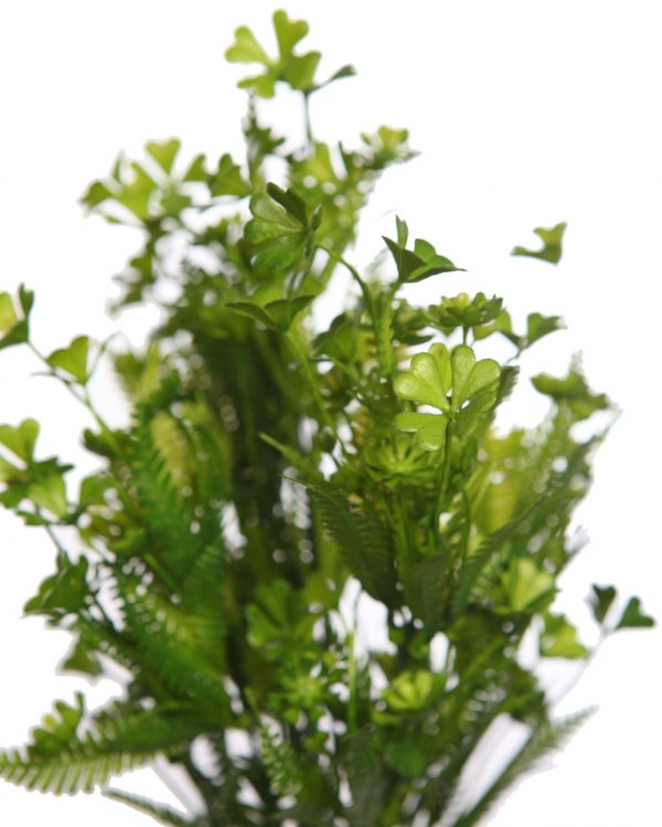 Mata Mini Hoja Helechosa 35cm - Imagen 2