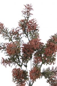 MATA SILVESTRE 30 CM - Imagen 2